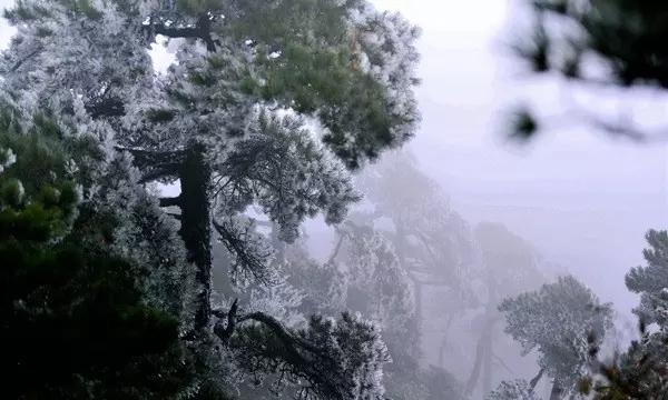 拯救小犀牛
